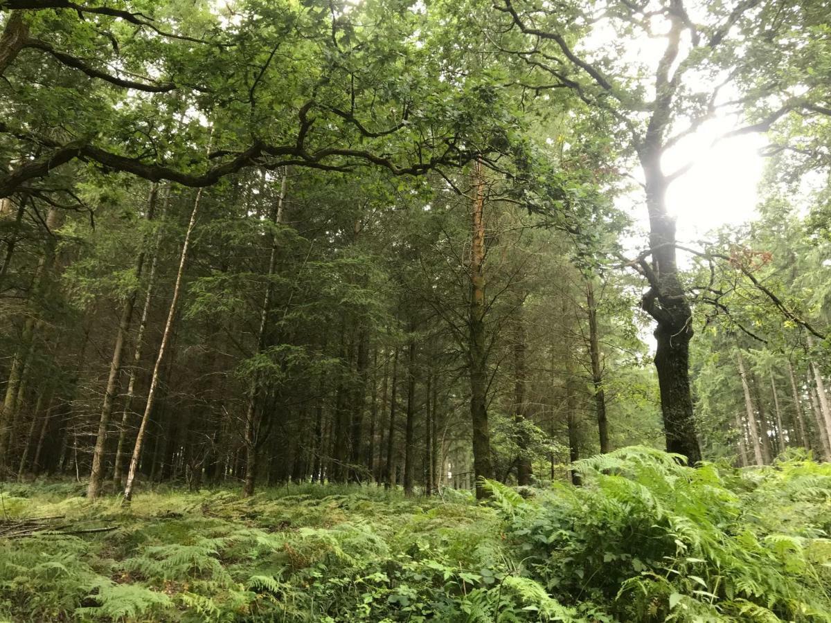 Old Co Op House -Forest Of Dean Bream المظهر الخارجي الصورة