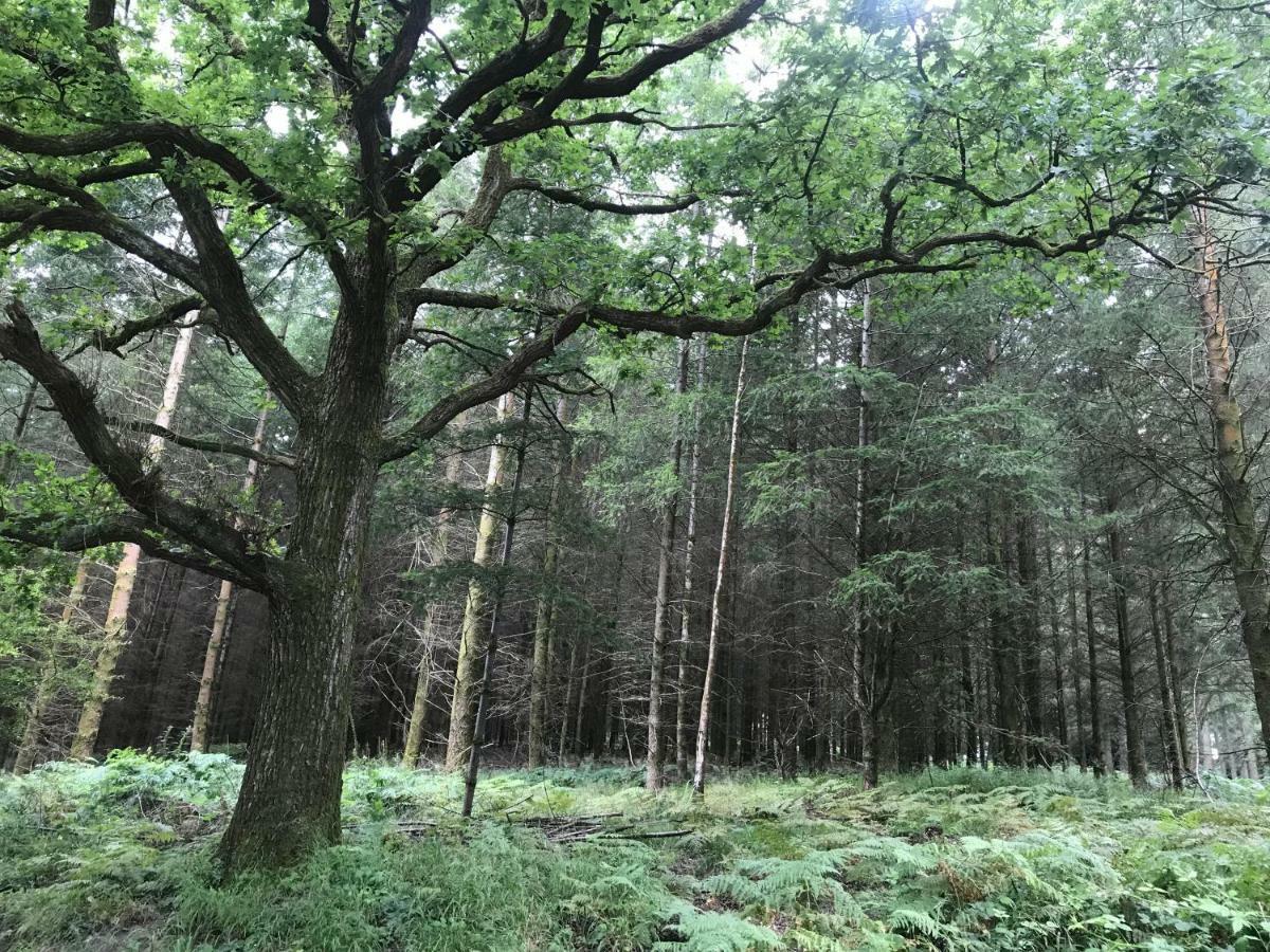 Old Co Op House -Forest Of Dean Bream المظهر الخارجي الصورة
