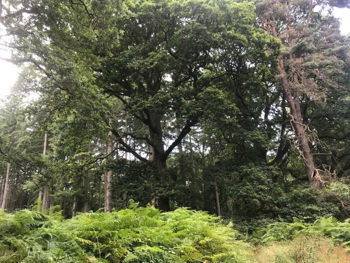 Old Co Op House -Forest Of Dean Bream المظهر الخارجي الصورة